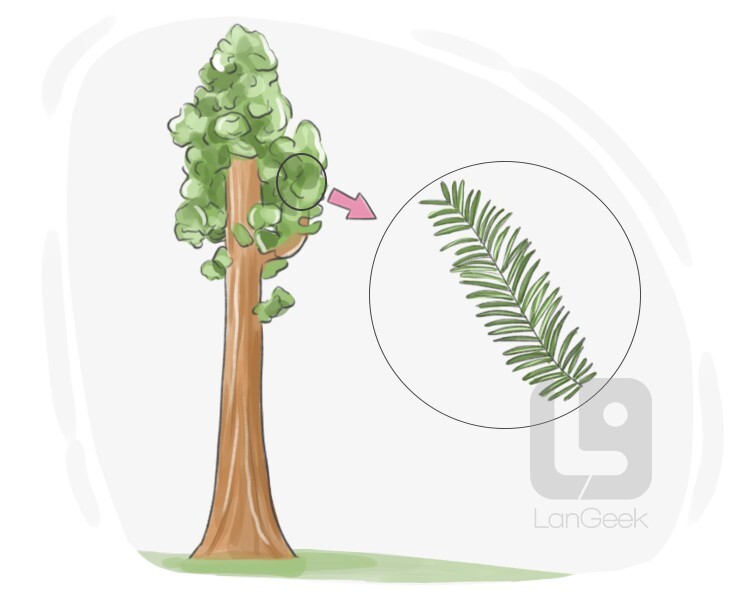 Definition & Meaning of "Sequoia" LanGeek