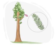 redwood