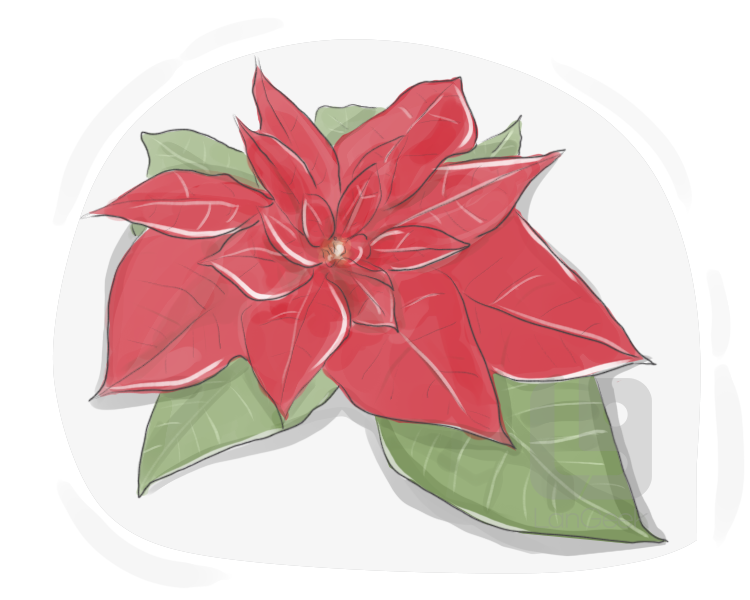 poinsettia definition and meaning