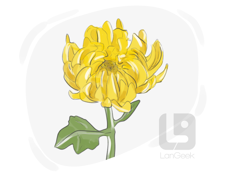 chrysanthemum definition and meaning