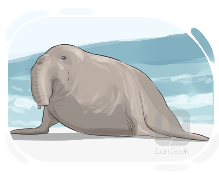 elephant seal definition and meaning