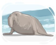 elephant seal