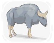 gaur