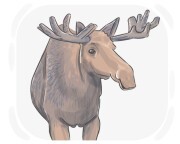 moose