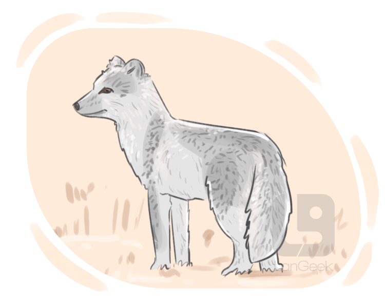 Arctic fox definition and meaning