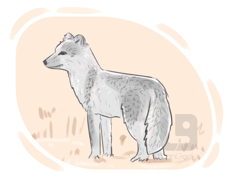 definition-meaning-of-arctic-fox-picture-dictionary