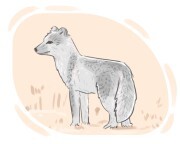 Arctic fox