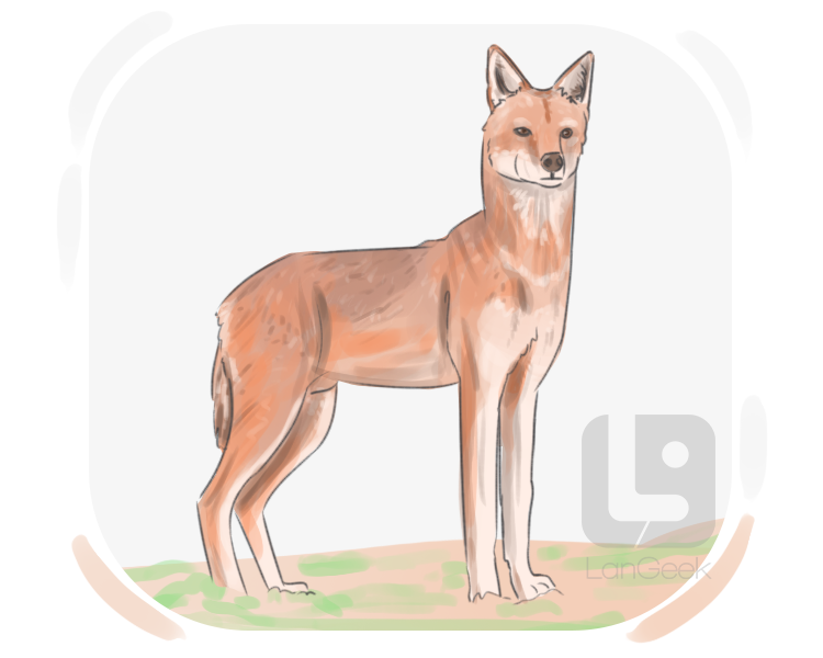 Ethiopian wolf definition and meaning