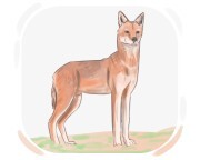 Ethiopian wolf