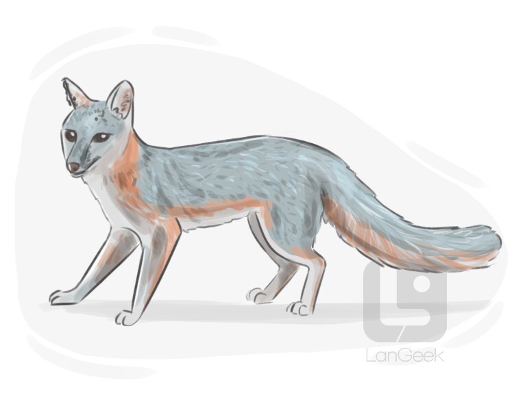 Definition & Meaning of "Grey fox" LanGeek