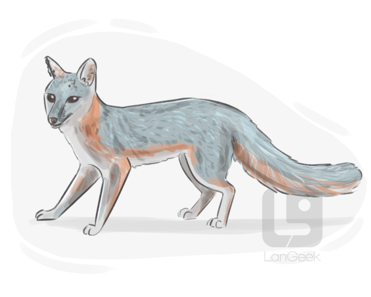 gray fox definition and meaning