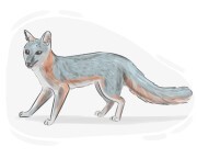 gray fox