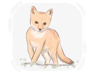 kit fox