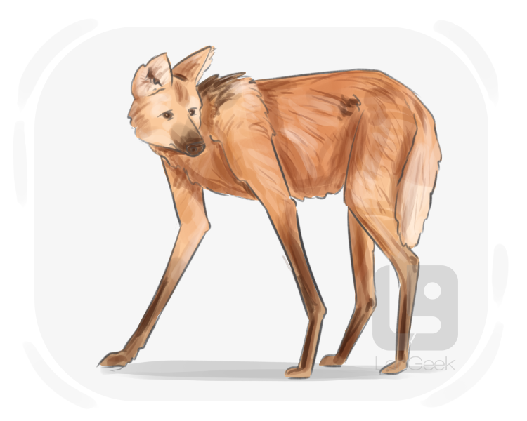 maned wolf definition and meaning