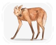 maned wolf