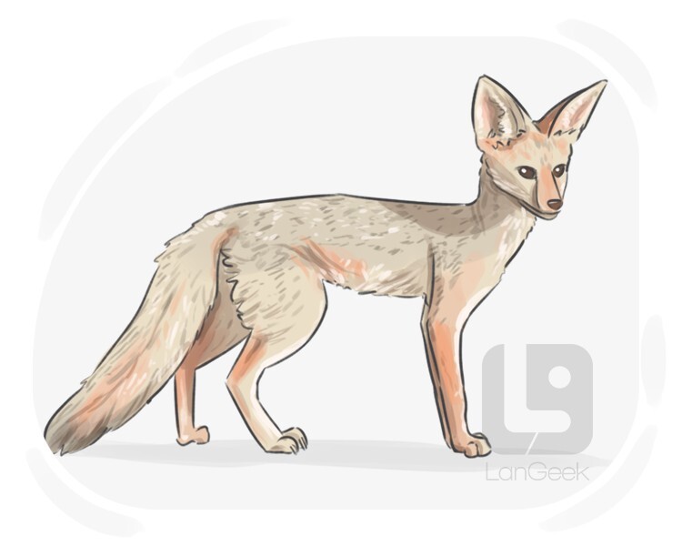 Cape fox definition and meaning