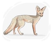 Cape fox