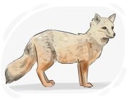 corsac fox