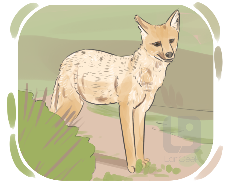 Andean fox definition and meaning