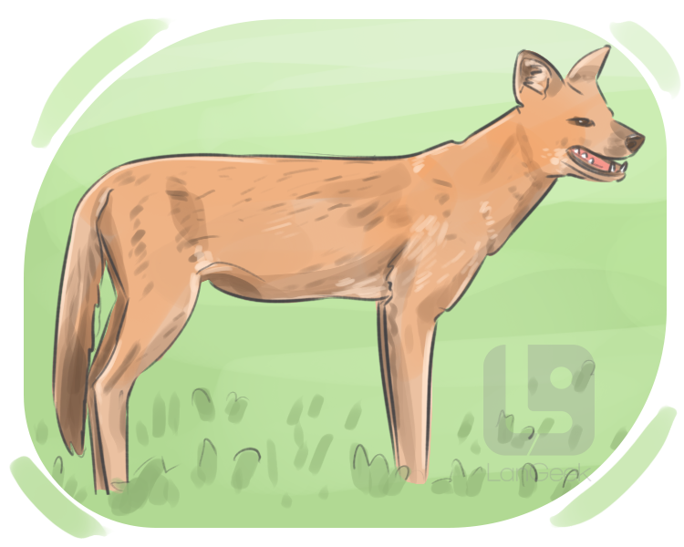 dhole definition and meaning