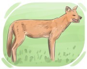 dhole