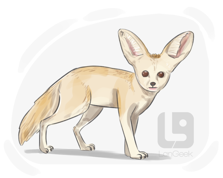 fennec fox definition and meaning