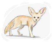 fennec fox