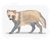 raccoon dog