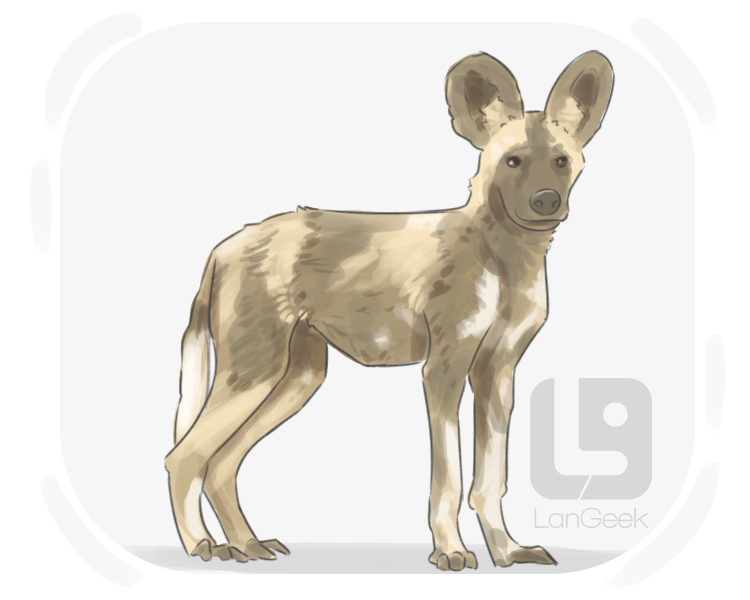 African wild dog definition and meaning