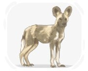 African wild dog
