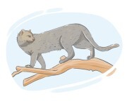 jaguarundi