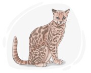 margay