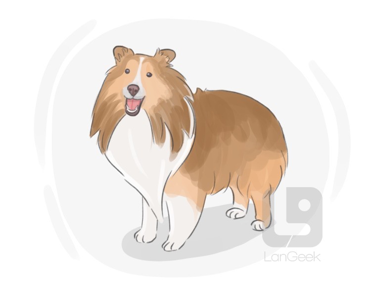 shetland sheep dog definition and meaning