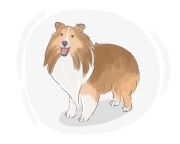 Shetland sheepdog