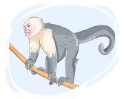 capuchin