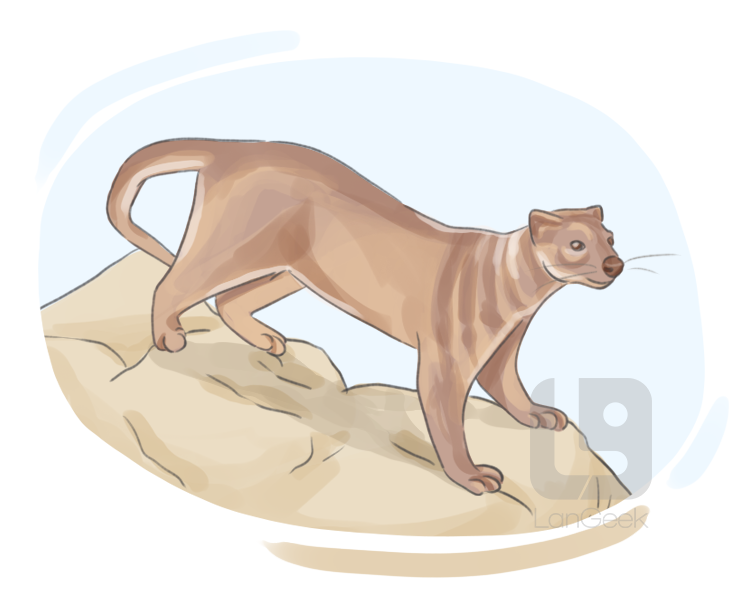 fossa cat definition and meaning
