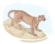 fossa