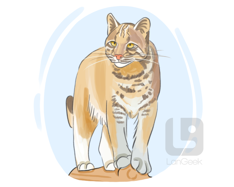 Asian golden cat definition and meaning