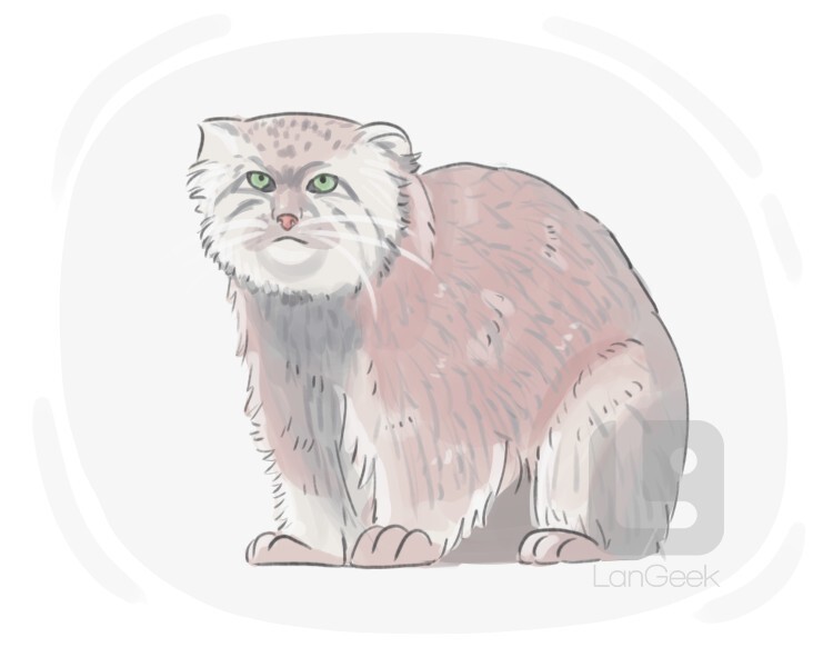 Definition & Meaning of "Pallas's cat" LanGeek