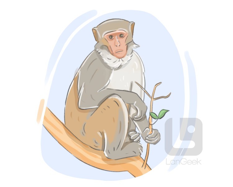 rhesus monkey definition and meaning