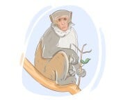 rhesus monkey