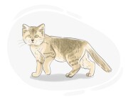 sand cat
