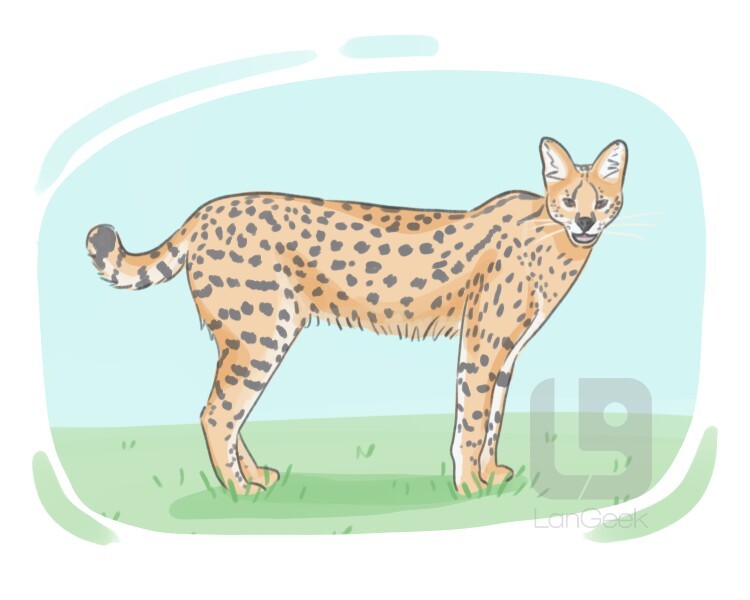 Definition & Meaning of "Felis serval" LanGeek