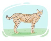 serval