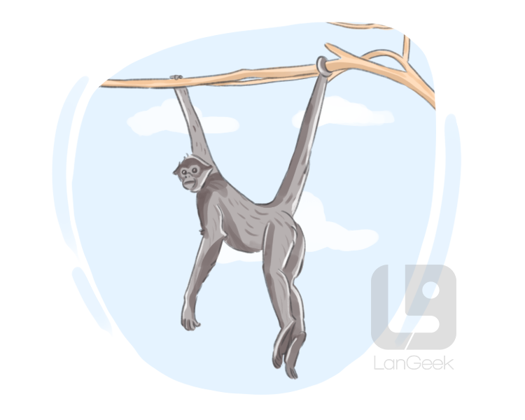 spider monkey definition and meaning