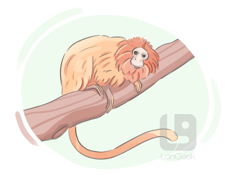 golden marmoset definition and meaning