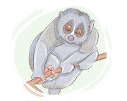 loris