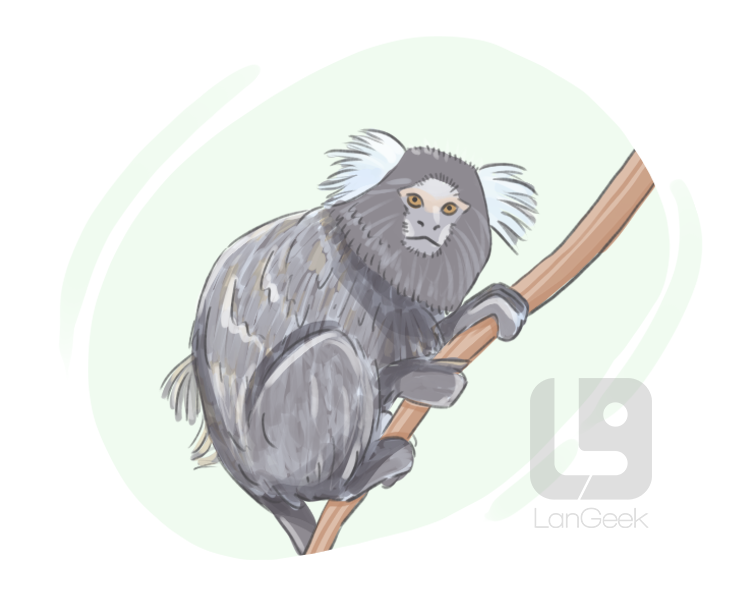 marmoset definition and meaning