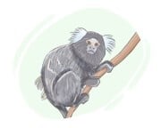 marmoset