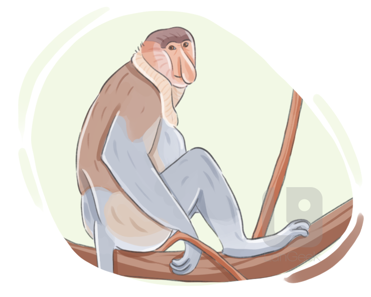 proboscis monkey definition and meaning